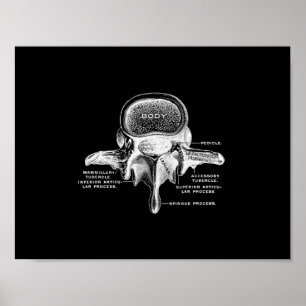 Anatomie der menschlichen Wirbelsäule in Schwarzwe Poster