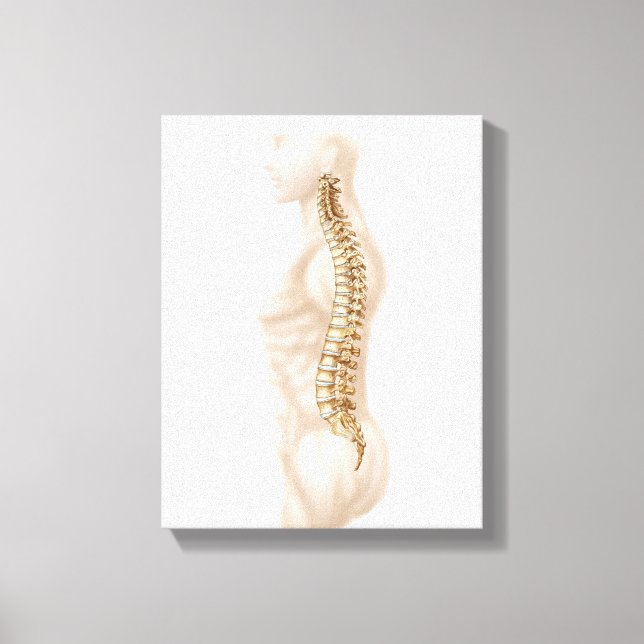 Anatomie der menschlichen Wirbelsäule, Links seitl Leinwanddruck (Vorderseite)