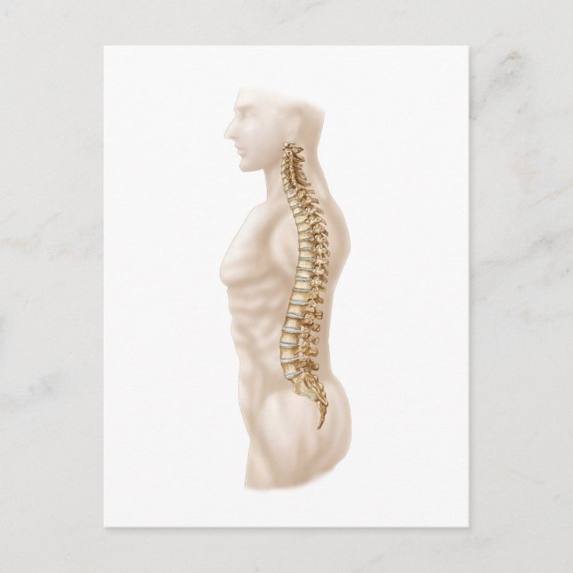 Anatomie der menschlichen Wirbelsäule, Links seitl Postkarte (Vorderseite)