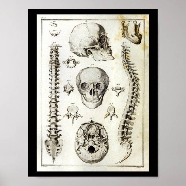 Anatomie der menschlichen Wirbelsäule Poster (Vorne)