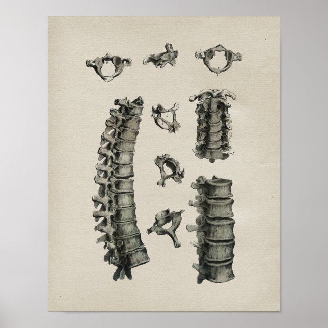 Anatomie der menschlichen Wirbelsäule Vintag Poster (Vorne)