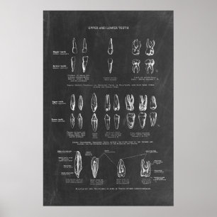 Anatomie der menschlichen Zähne Poster