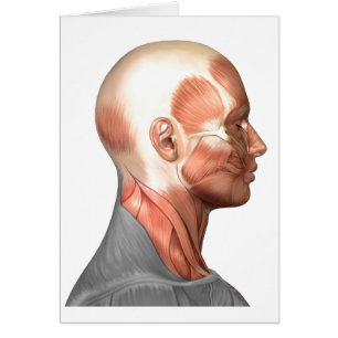 Anatomie der menschliches Gesichts-Muskeln,