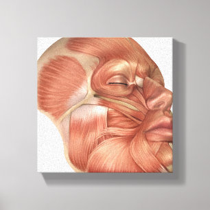 Anatomie der menschliches Gesichts-Muskeln Leinwanddruck