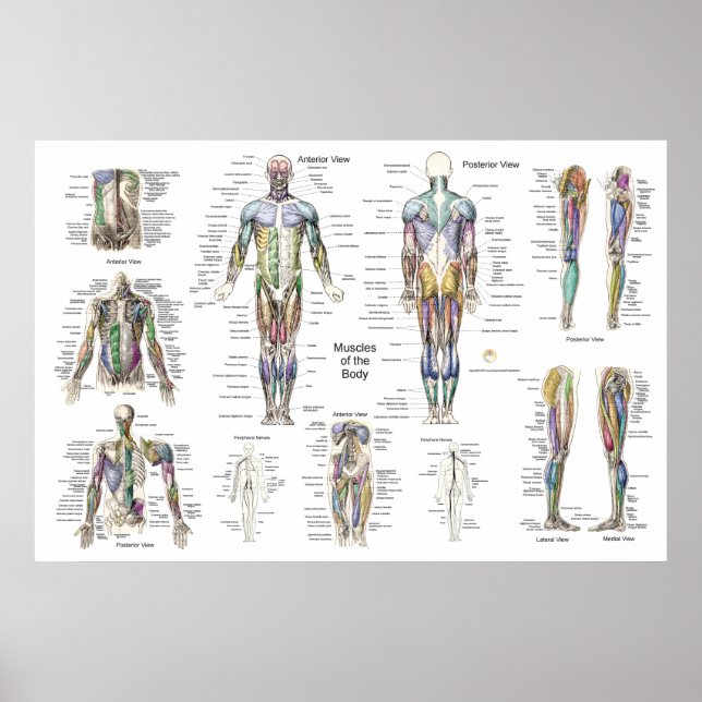 Anatomie der Muskeln Anterior, Posterior, & Deep Poster (Vorne)