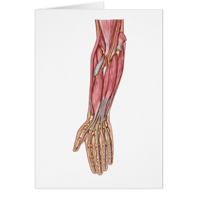Anatomie der Muskeln der menschlichen Forellen 1 (Vorne)