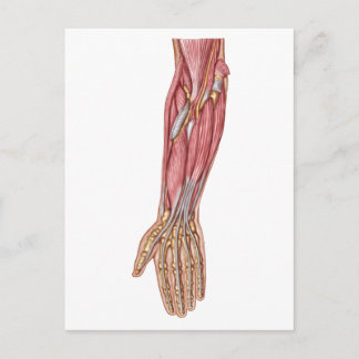 Anatomie der Muskeln der menschlichen Forellen 1 Postkarte