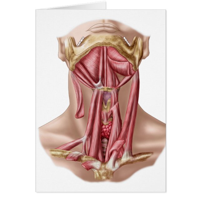 Anatomie der Muskeln des menschlichen Muskels und  (Vorne)