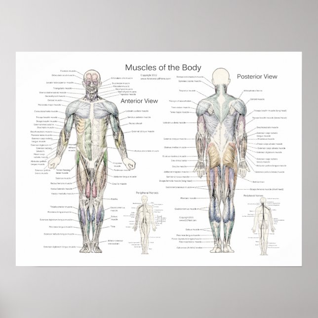 Anatomie der Muskeln Vorder-und Rückseite Poster (Vorne)