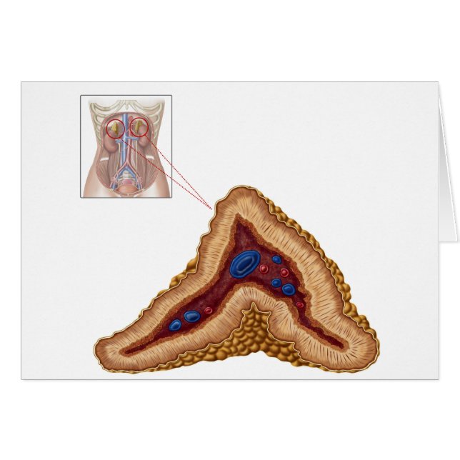 Anatomie der Nebennierenrinde, transversaler Absch (Vorderseite (Horizontal))