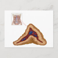 Anatomie der Nebennierenrinde, transversaler Absch