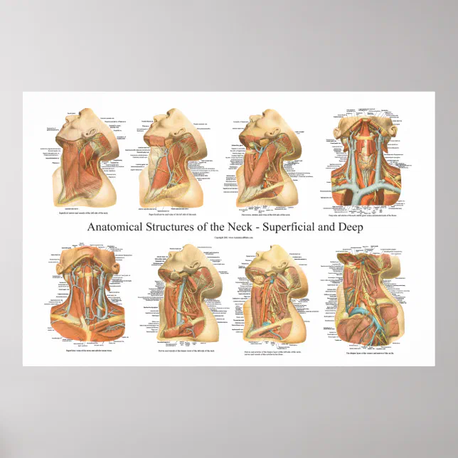 Anatomie der Neck Chart Superficial & Deep Layer Poster Zazzle.ch