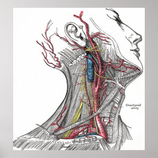 Anatomie der Neck Poster Print