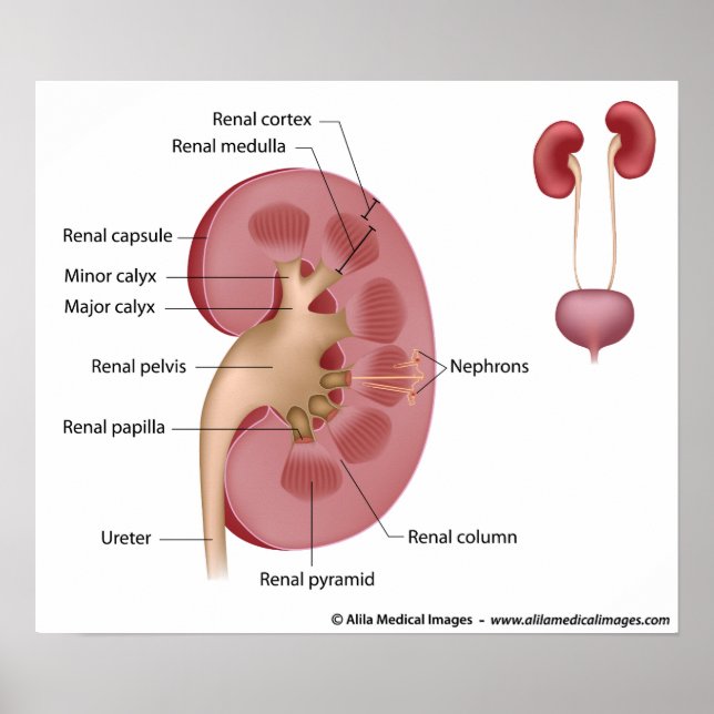 Anatomie der Niere, beschriftet. Poster (Vorne)