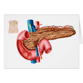 Anatomie der Pankreas