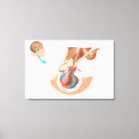 Anatomie der Pituitarlandschaft