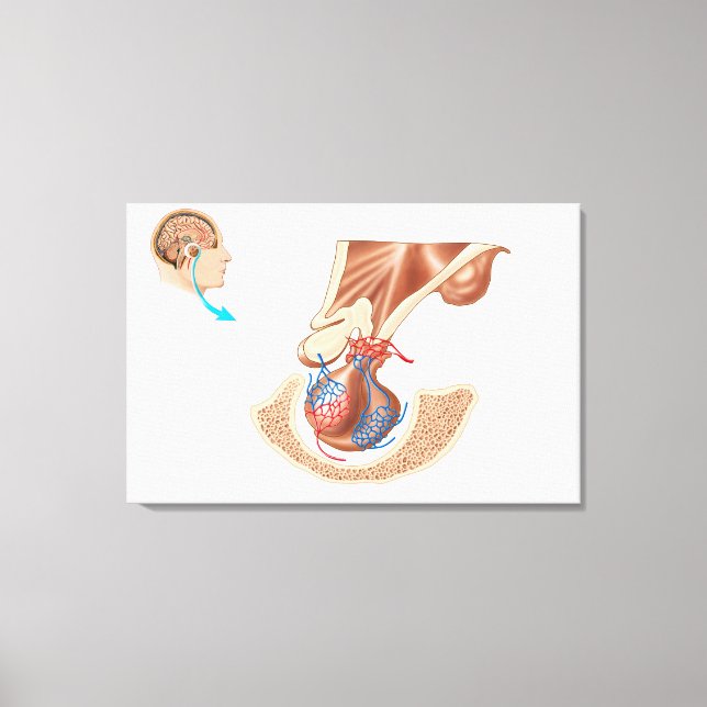Anatomie der Pituitarlandschaft Leinwanddruck (Vorderseite)