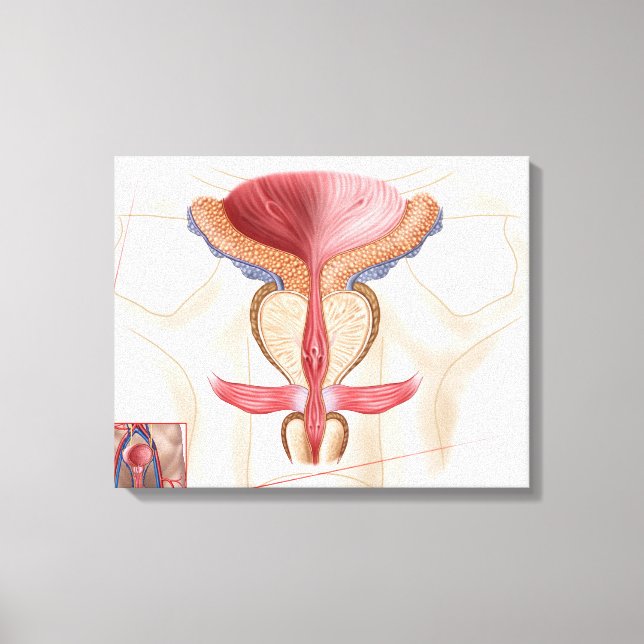 Anatomie der Prostatalandschaft Leinwanddruck (Vorderseite)