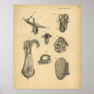 Anatomie der Rinderbrust 1908 Vintag Poster