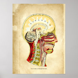 Anatomie der Schädelrückentabelle Poster