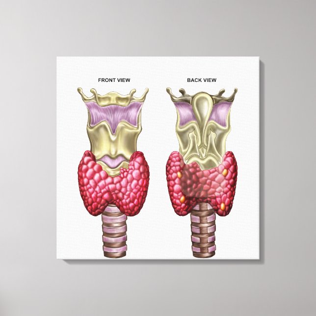 Anatomie der Schilddrüse mit Larynx & Knorpel Leinwanddruck (Vorderseite)