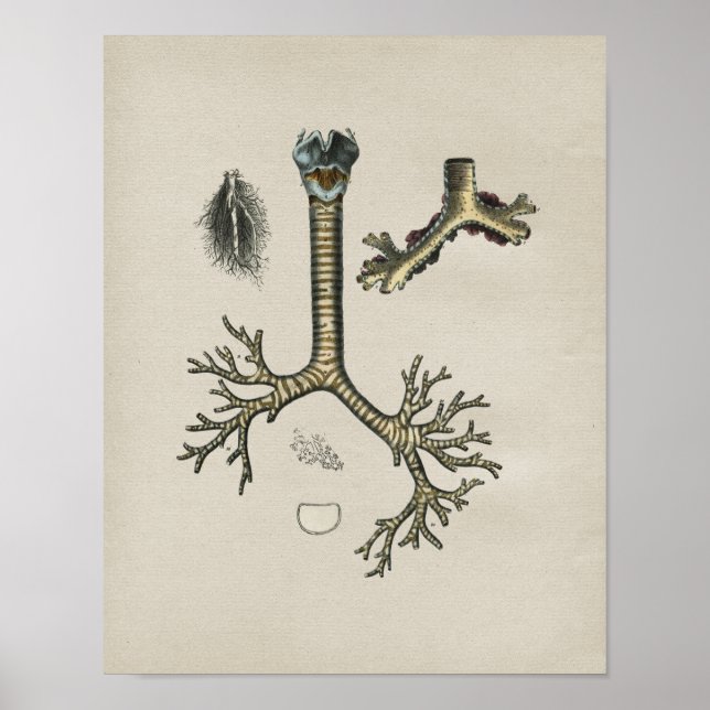 Anatomie der Vintagen Lungenerscheinung Poster (Vorne)
