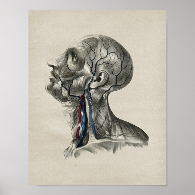 Anatomie der Vintagen Lymphatik Poster (Vorne)