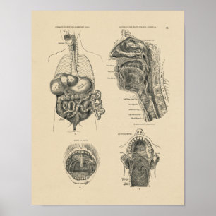 Anatomie der Vintagen Nasenschleimhaut 1880 Druck Poster