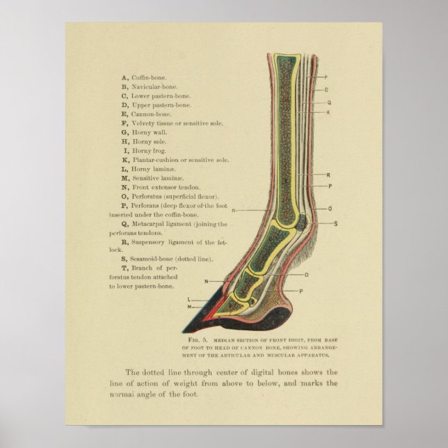 Anatomie der Vintagen Pferdehaine Print 1902 Poster (Vorne)