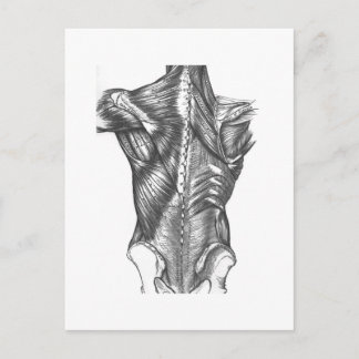 Anatomie der Vintagen Rückseite Postkarte