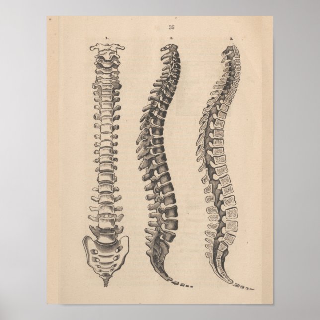 Anatomie der Wirbelsäule Chiropractic Print Poster (Vorne)