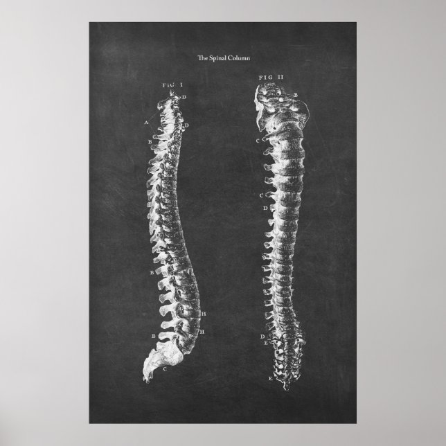 Anatomie der Wirbelsäule Physikalische Therapie Ar Poster (Vorne)