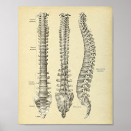 Anatomie der Wirbelsäule Poster
