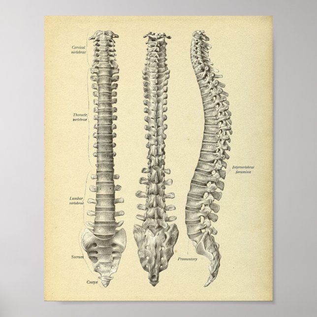 Anatomie der Wirbelsäule Poster (Vorne)