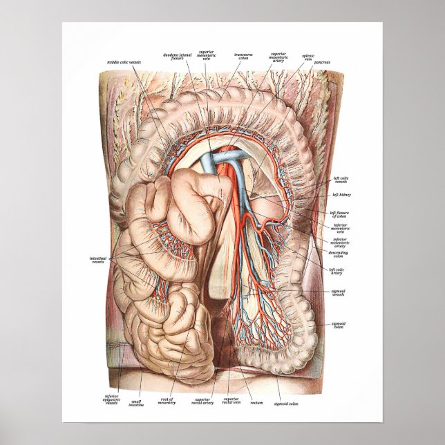 Anatomie des Abdomens Poster (Vorne)