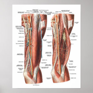 Anatomie des Armes und des Ellbogens Poster