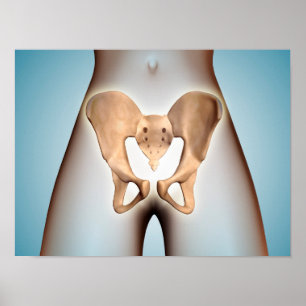 Anatomie des Becken- Knochens auf weiblichem Poster