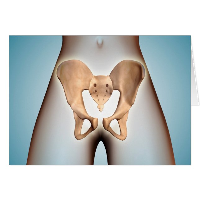 Anatomie des Beckenknochens am weiblichen Körper (Vorderseite (Horizontal))
