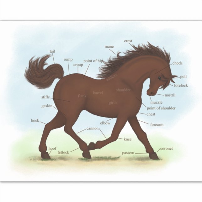 Anatomie des braunen Pferdes Aufkleber (Vorderseite)