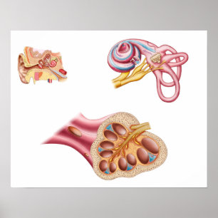 Anatomie des Cochleaidschnitts im menschlichen Ohr Poster