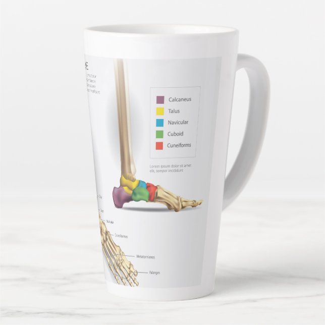 Anatomie des Fußbodens Milchtasse (Rechte Ecke)