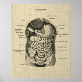 Anatomie des Gastrointestinaltrakts 1 Medizinische Poster