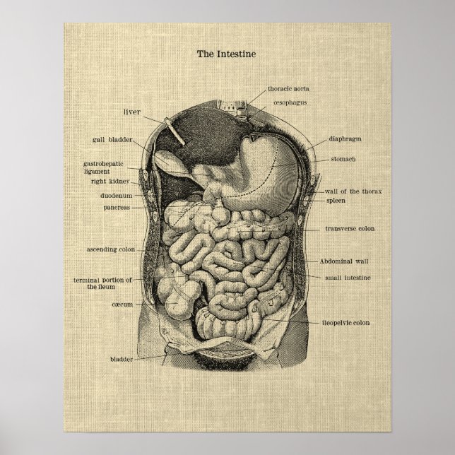 Anatomie des Gastrointestinaltrakts 1 Medizinische Poster (Vorne)