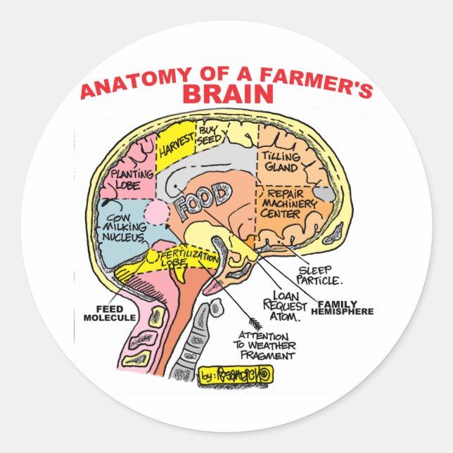 ANATOMIE DES GEHIRNS EINES BAUERN RUNDER AUFKLEBER (Vorderseite)