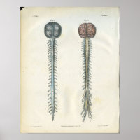 Anatomie des Gehirns und des Rückenmarks