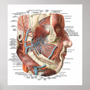 Anatomie des Gesichts Poster