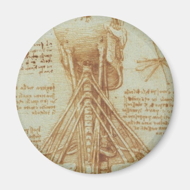 Anatomie des Halses Magnet (Vorne)