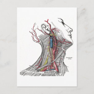 Anatomie des Halses Postkarte