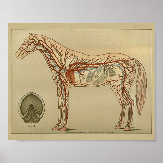 Anatomie des Horses Poster (Vorne)