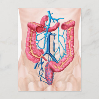 Anatomie des humanen Abdominalvenensystems Postkarte